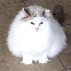 Meet your Posher, Patti